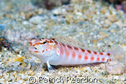 Redspotted sandperch.  Forward facing spine is not depict... by Patrick Reardon 